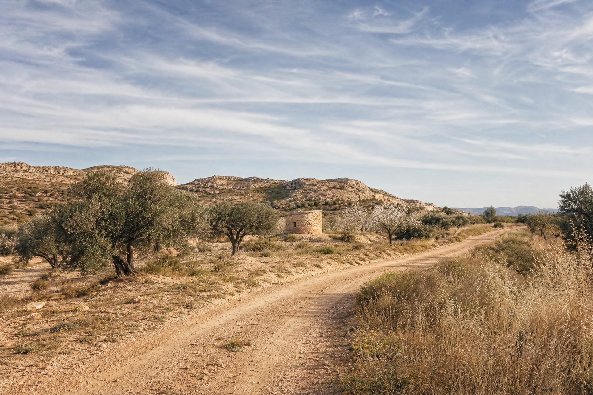 Camino entre olivos y cultivos del Campo de Murcia